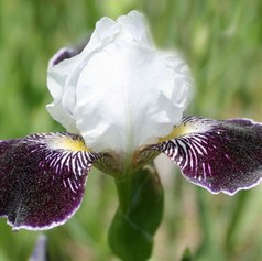 AUBERGINE DUET